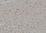 APBB2 Antibody in Immunohistochemistry (Paraffin) (IHC (P))