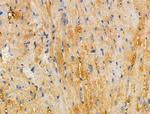 APBB2 Antibody in Immunohistochemistry (Paraffin) (IHC (P))