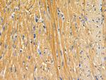 APBB2 Antibody in Immunohistochemistry (Paraffin) (IHC (P))