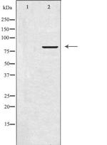APBB2 Antibody in Western Blot (WB)