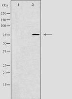 KAL1 Polyclonal Antibody