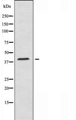 Apolipoprotein A5 Polyclonal Antibody