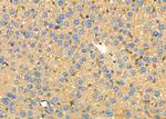 Apolipoprotein L1 Antibody in Immunohistochemistry (Paraffin) (IHC (P))
