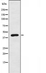 Apolipoprotein L1 Antibody in Western Blot (WB)