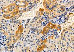 Apolipoprotein L2 Antibody in Immunohistochemistry (Paraffin) (IHC (P))
