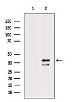 Apolipoprotein L2 Antibody in Western Blot (WB)