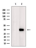 Apolipoprotein L4 Antibody in Western Blot (WB)