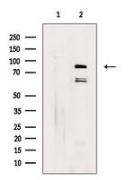 DQX1 Polyclonal Antibody