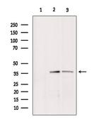 BNIP2 Antibody in Western Blot (WB)