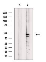 GCNT6 Polyclonal Antibody
