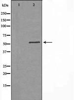 B3GALTL Polyclonal Antibody