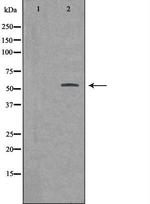 BMP-3 Polyclonal Antibody