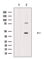 BMP-8 Polyclonal Antibody