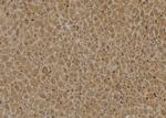 HGH1 Antibody in Immunohistochemistry (Paraffin) (IHC (P))