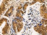 HGH1 Antibody in Immunohistochemistry (Paraffin) (IHC (P))