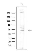 HGH1 Antibody in Western Blot (WB)