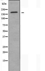 MRP3 Polyclonal Antibody
