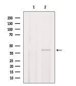 CHST13 Polyclonal Antibody