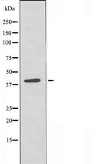 CHST8 Polyclonal Antibody