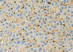 Carboxypeptidase E Antibody in Immunohistochemistry (Paraffin) (IHC (P))