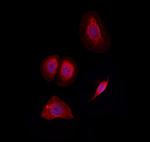 SLC7A4 Antibody in Immunocytochemistry (ICC/IF)