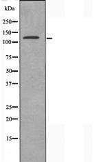 CEP135 Polyclonal Antibody