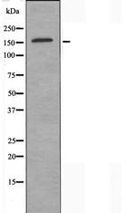 CEP170 Antibody in Western Blot (WB)