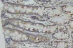 CEP55 Polyclonal Antibody