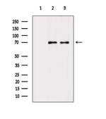 CEP76 Antibody in Western Blot (WB)