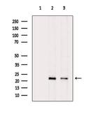 Precerebellin Polyclonal Antibody