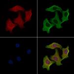 Cerebellin 2 Polyclonal Antibody