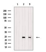 Cerebellin 2 Antibody in Western Blot (WB)