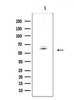 CSPG5 Polyclonal Antibody