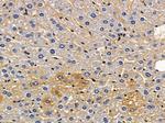 Claudin 19 Antibody in Immunohistochemistry (Paraffin) (IHC (P))
