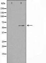 C18orf14 Antibody in Western Blot (WB)