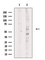 BEND4 Antibody in Western Blot (WB)