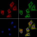 CEP95 Polyclonal Antibody