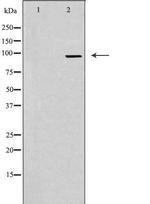 CEP95 Antibody in Western Blot (WB)