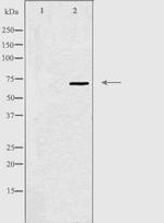 SPDL1 Polyclonal Antibody