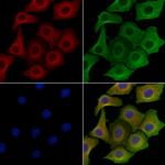 C1QL2 Polyclonal Antibody