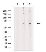 CRMP3 Antibody in Western Blot (WB)