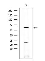 TdT Antibody in Western Blot (WB)