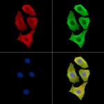 DZIP3 Polyclonal Antibody