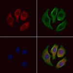 RNF138 Polyclonal Antibody