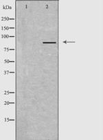 GFM2 Antibody in Western Blot (WB)