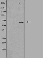NEIL3 Polyclonal Antibody
