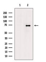 Epsin 3 Antibody in Western Blot (WB)