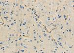 KDELR2 Antibody in Immunohistochemistry (Paraffin) (IHC (P))