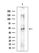 FOXB2 Polyclonal Antibody