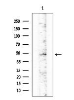 FOXB2 Antibody in Western Blot (WB)